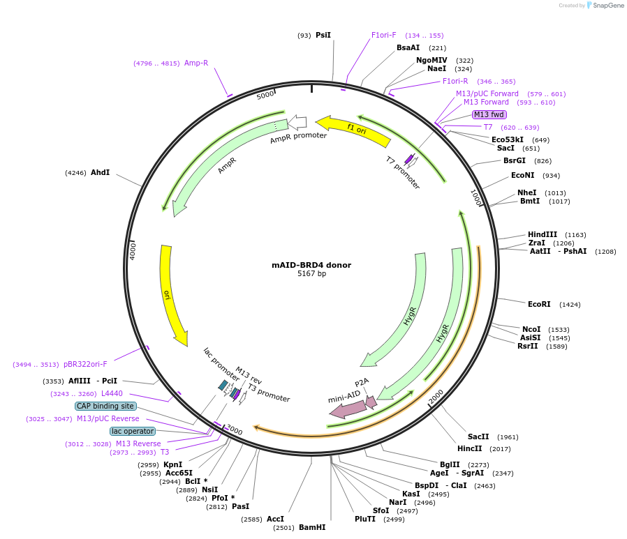 140650-plasmid-map-sequence-id-296095