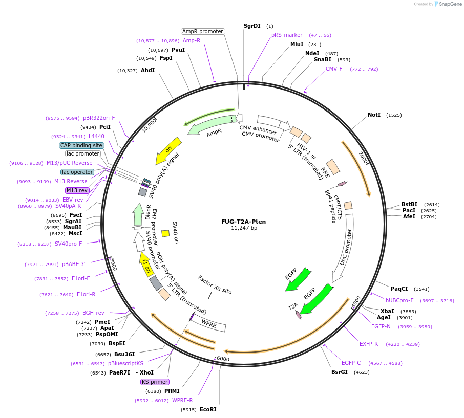 140738-plasmid-map-sequence-id-296103