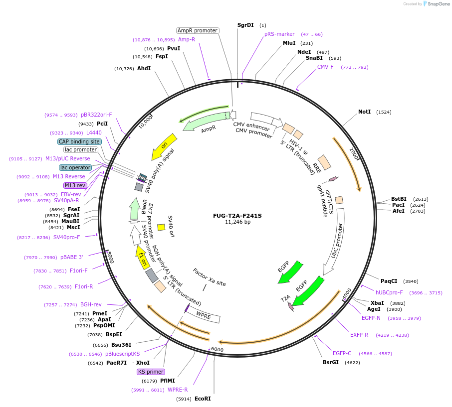 140740-plasmid-map-sequence-id-296118