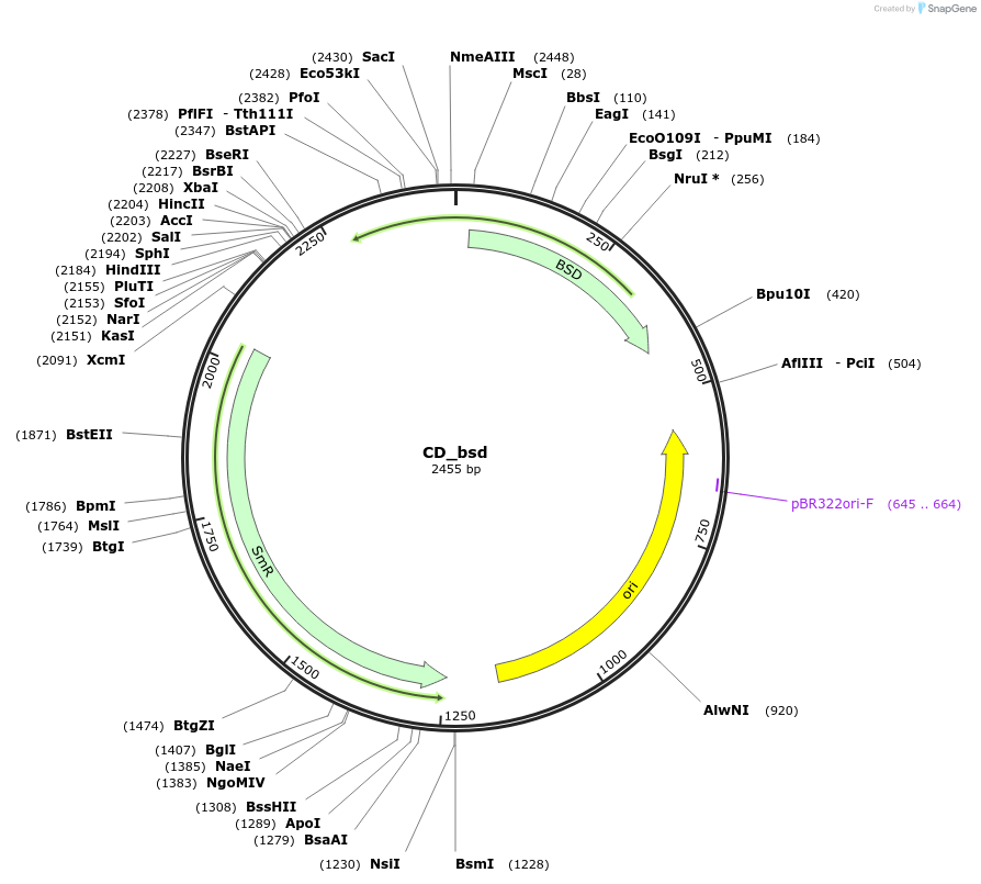 139945-plasmid-map-sequence-id-296120