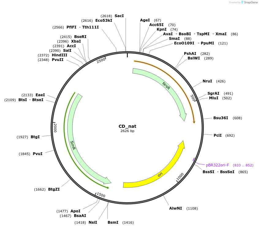 139946-plasmid-map-sequence-id-296125