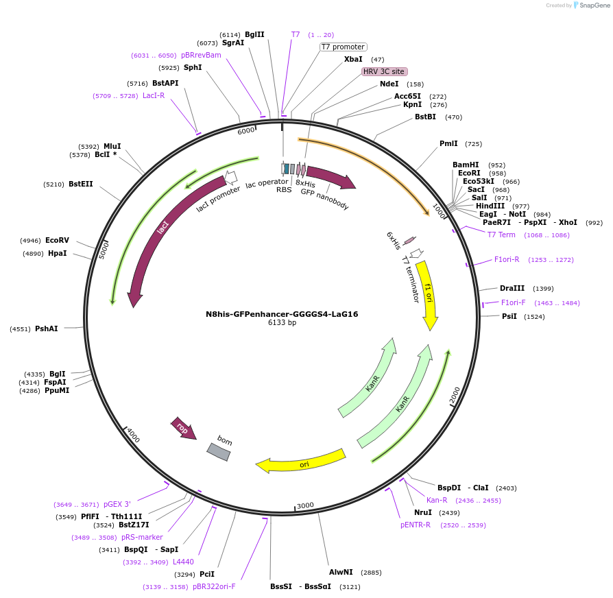 140442-plasmid-map-sequence-id-296130
