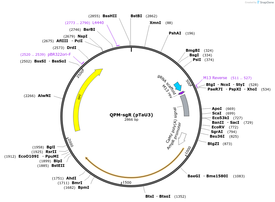 140448-plasmid-map-sequence-id-296162