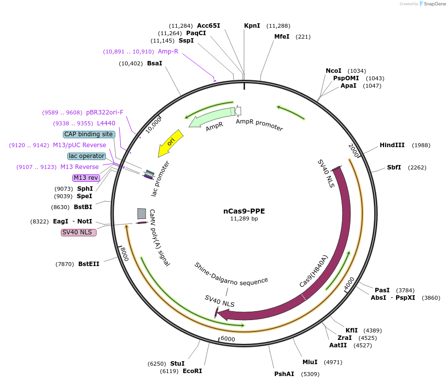 140445-plasmid-map-sequence-id-296171