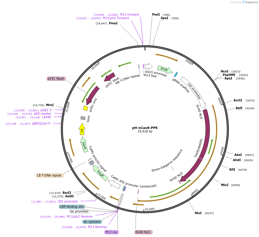 140447-plasmid-map-sequence-id-296176