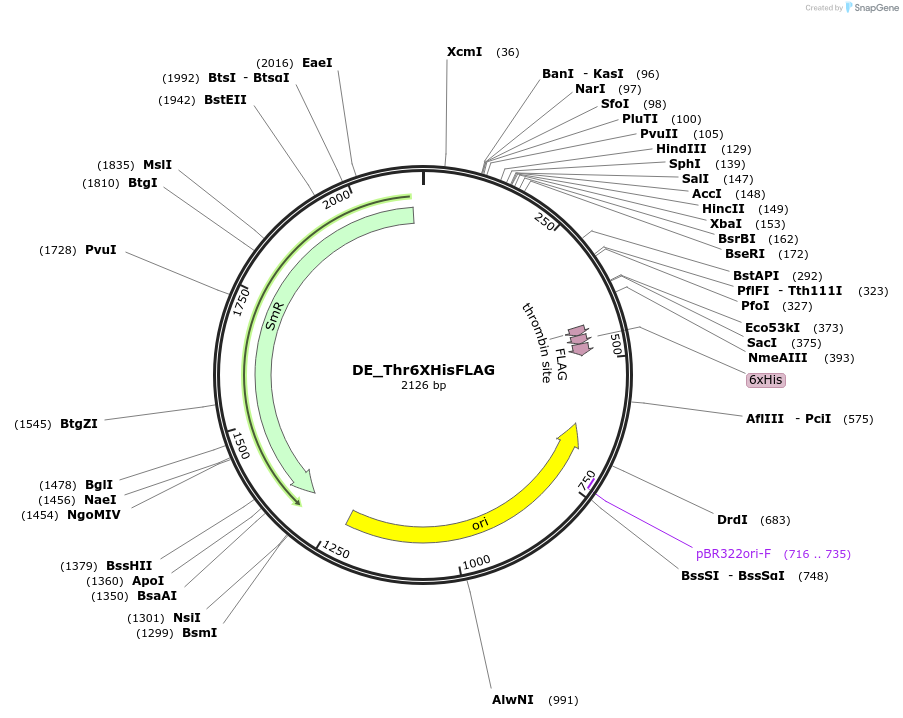 139949-plasmid-map-sequence-id-296181