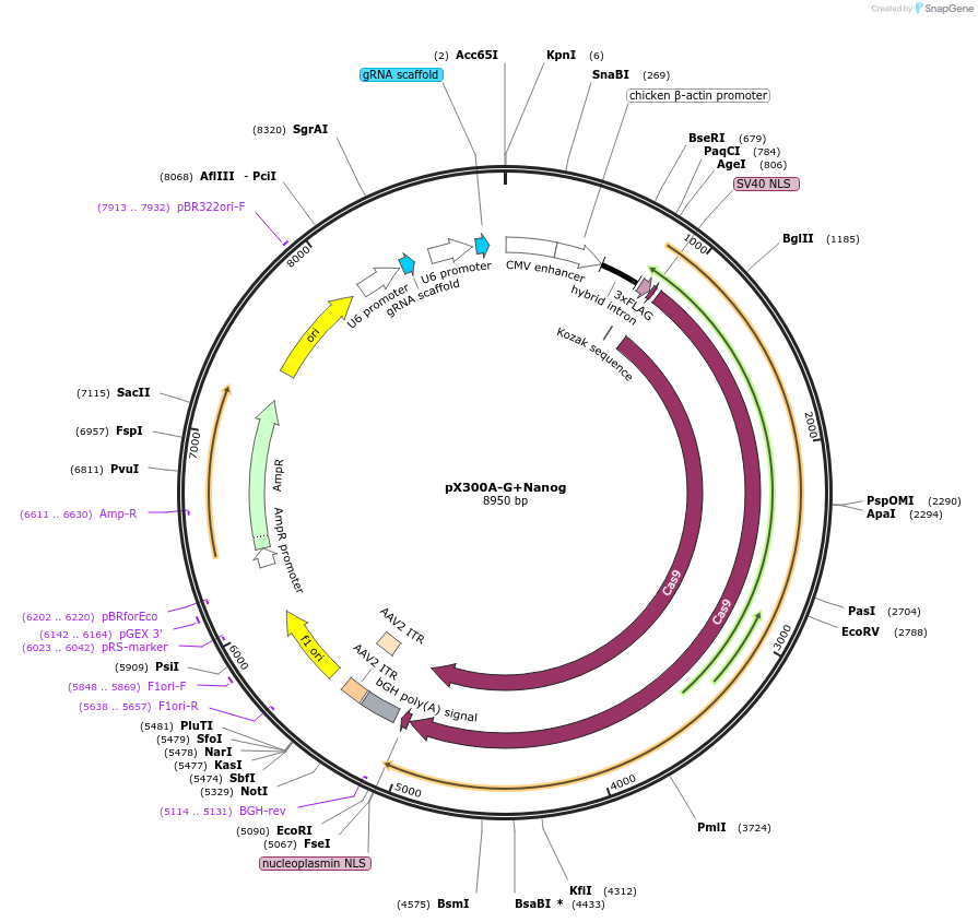 140280-plasmid-map-sequence-id-296192