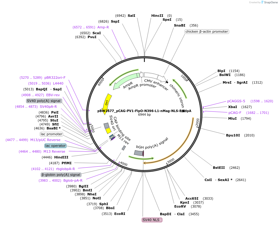 108831-plasmid-map-sequence-id-296193