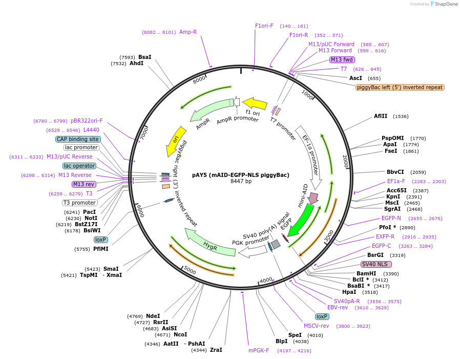 140532-plasmid-map-sequence-id-296196
