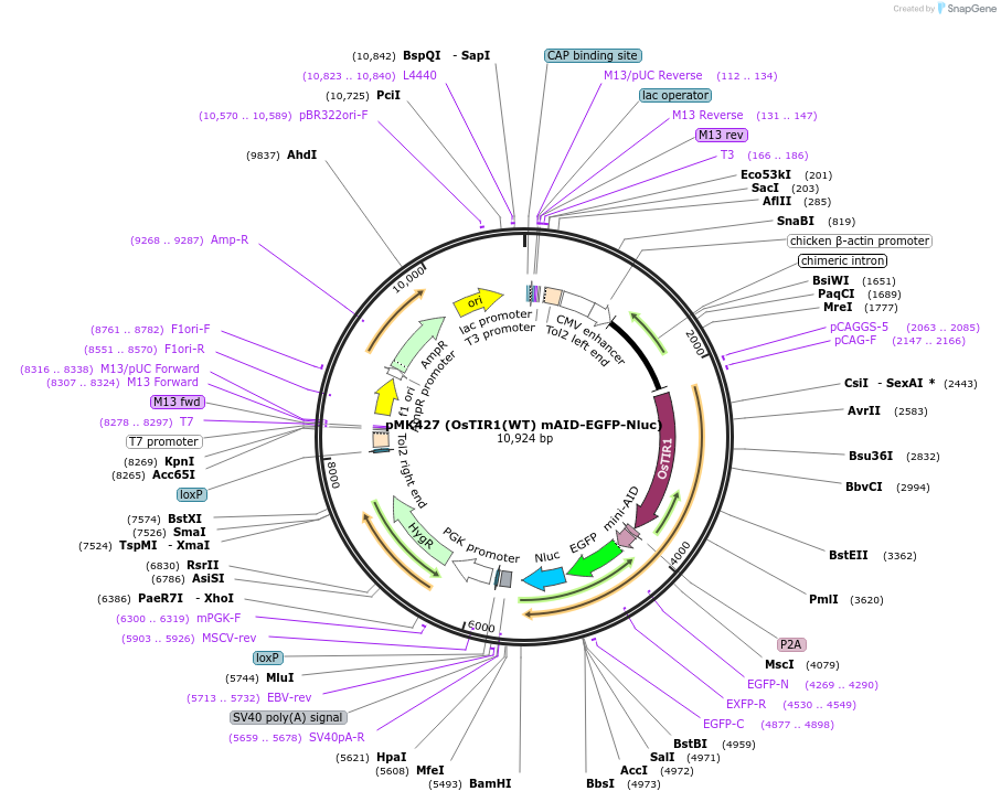 140658-plasmid-map-sequence-id-296198