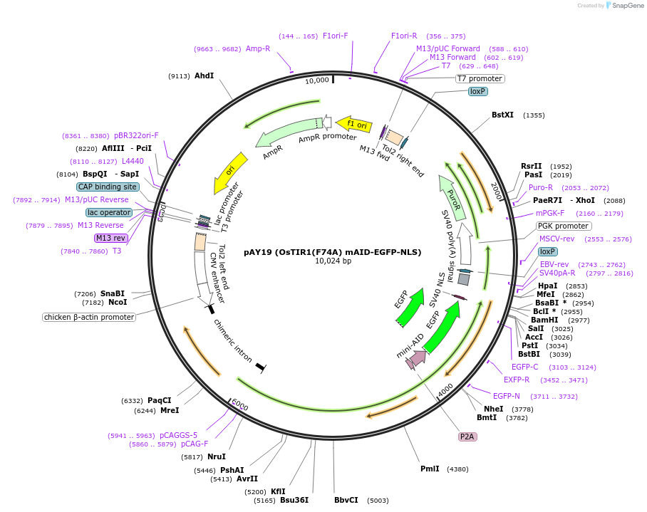 140535-plasmid-map-sequence-id-296202