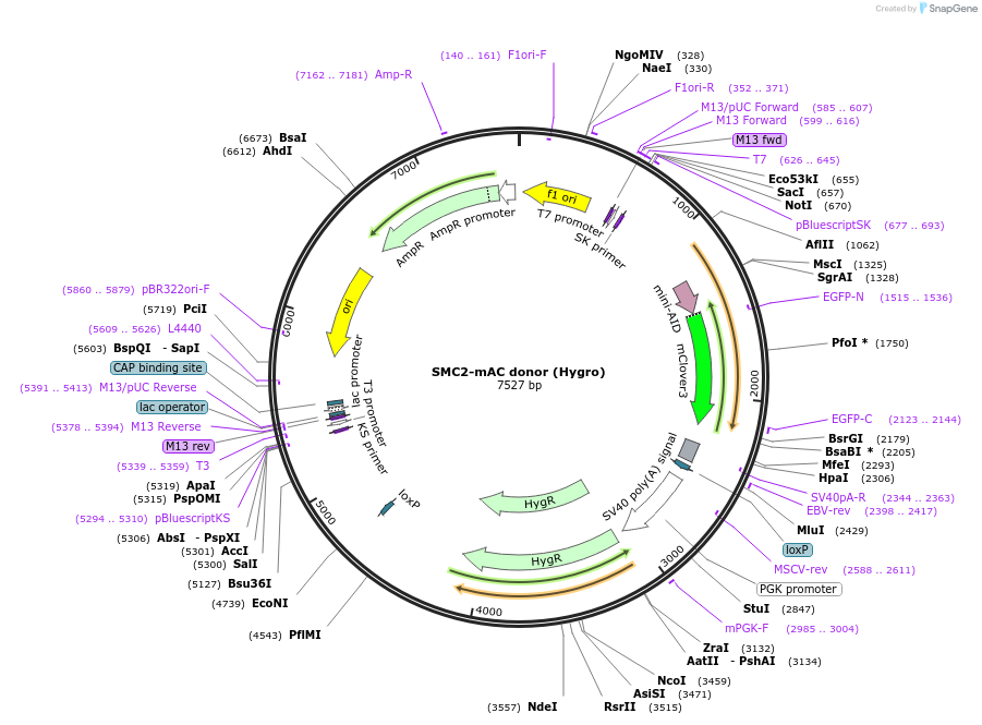 140648-plasmid-map-sequence-id-296216