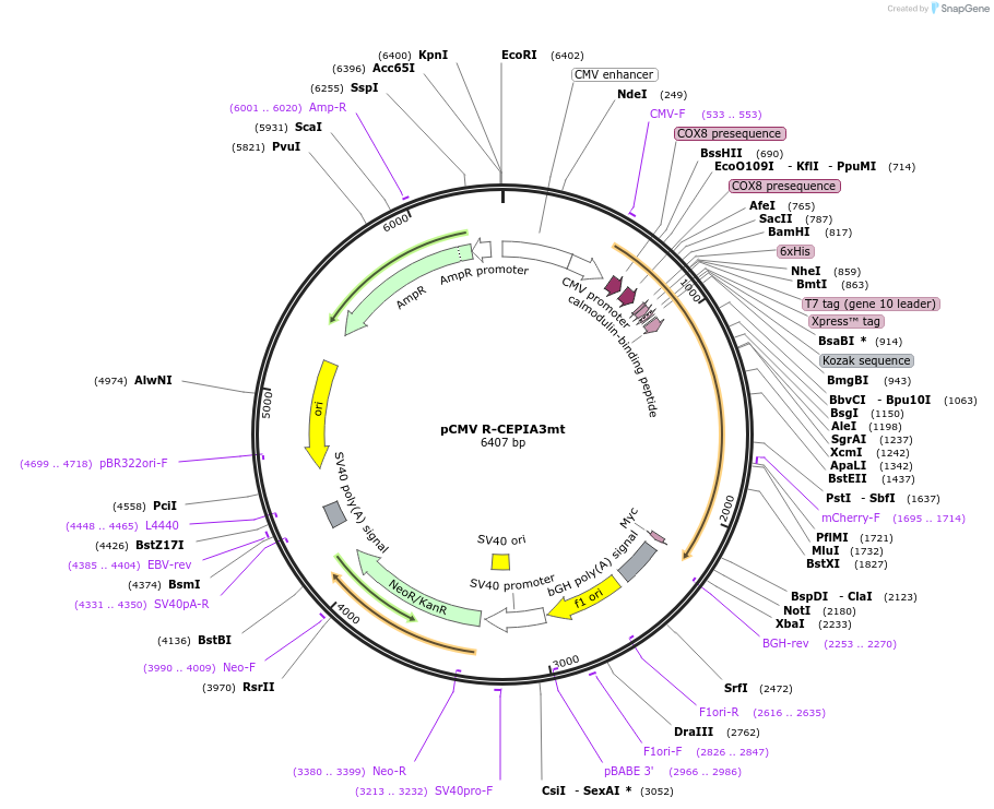140464-plasmid-map-sequence-id-296218