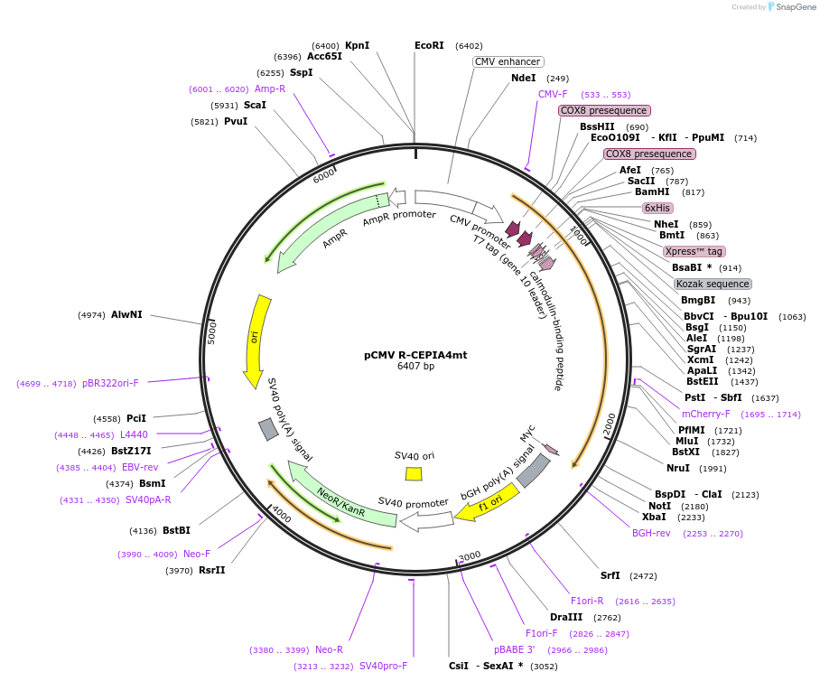 140463-plasmid-map-sequence-id-296222