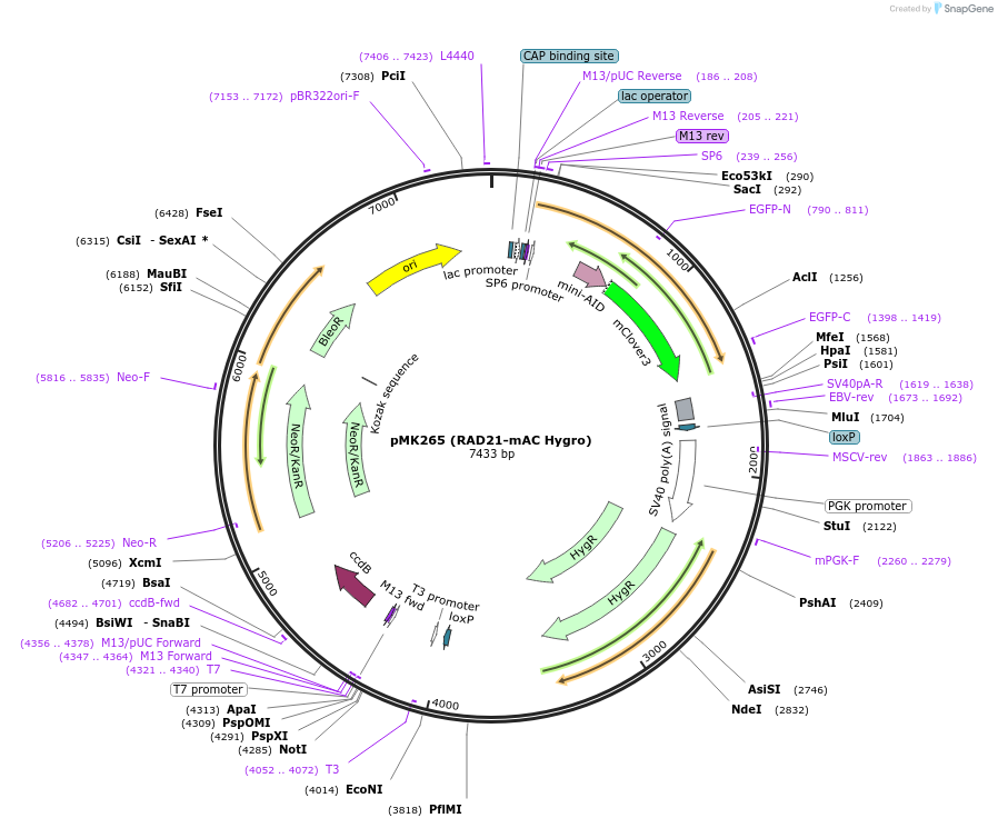 140539-plasmid-map-sequence-id-296226