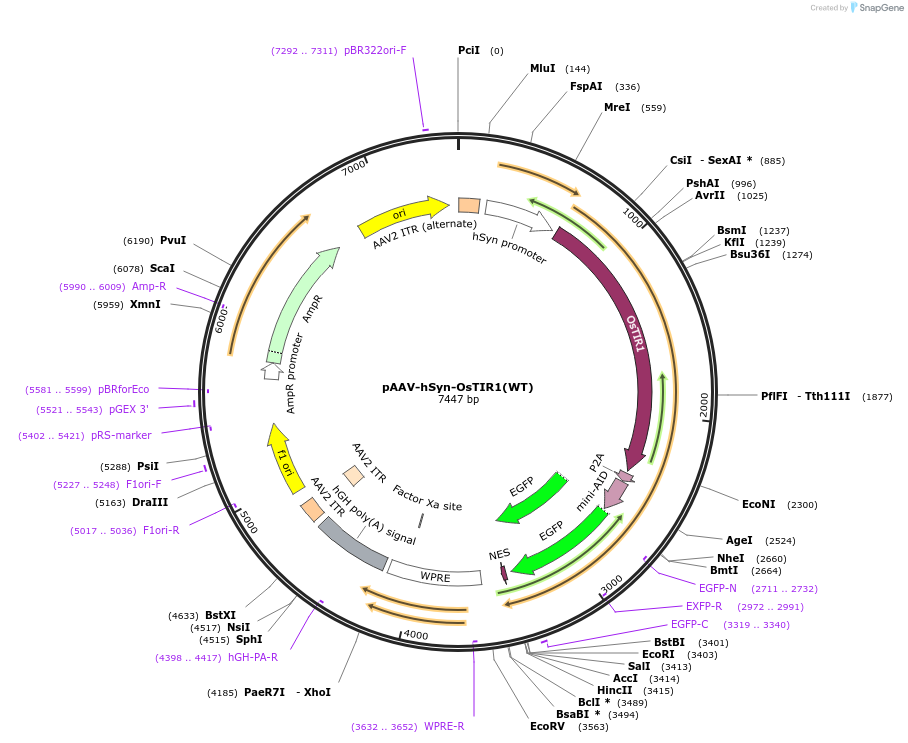 140729-plasmid-map-sequence-id-296245