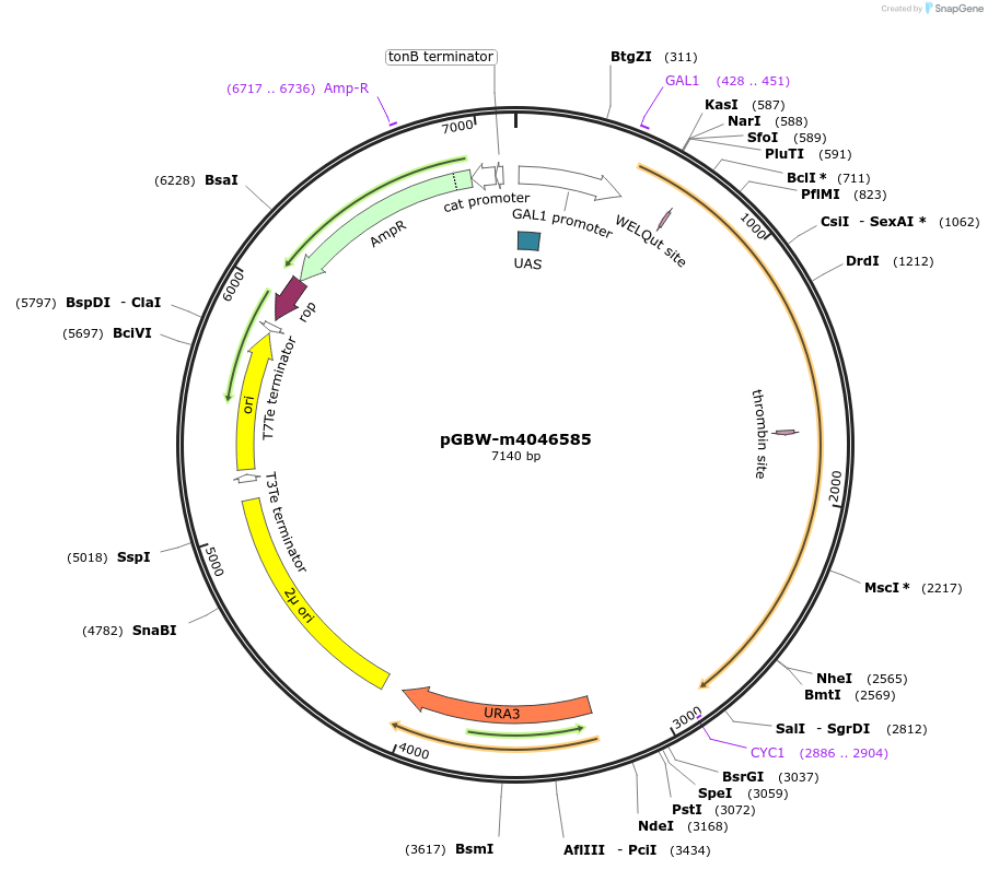 149065-plasmid-map-sequence-id-296252