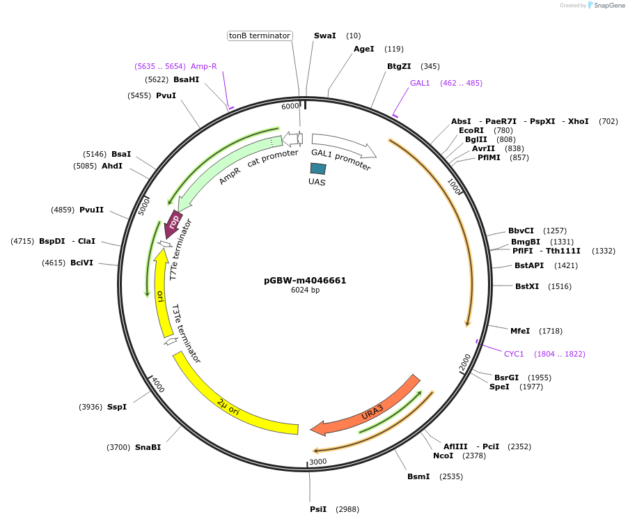 149157-plasmid-map-sequence-id-296253