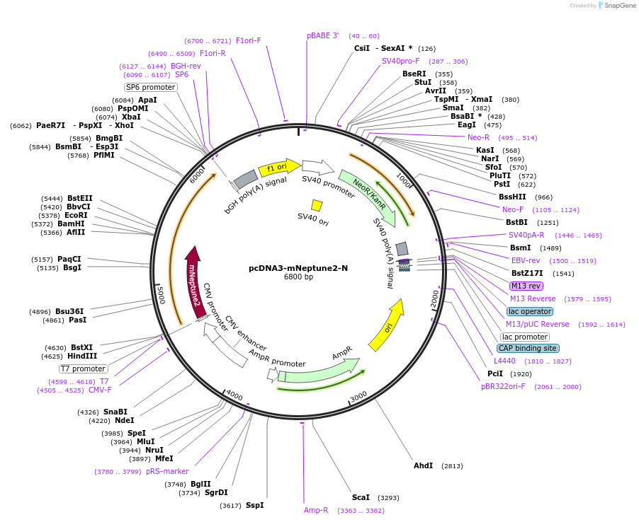 41645-plasmid-map-sequence-id-296256