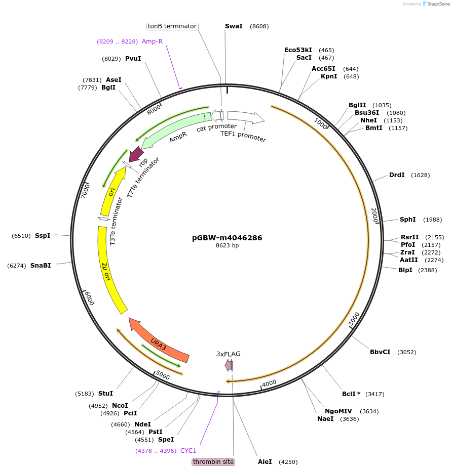 149147-plasmid-map-sequence-id-296261
