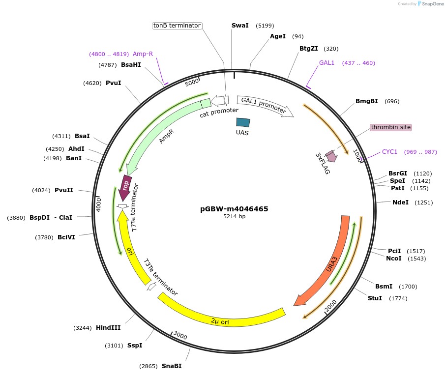 149112-plasmid-map-sequence-id-296262