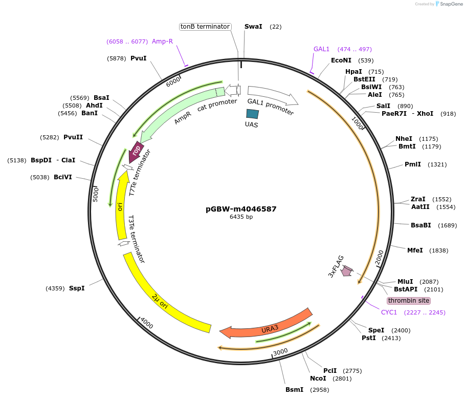 149049-plasmid-map-sequence-id-296270