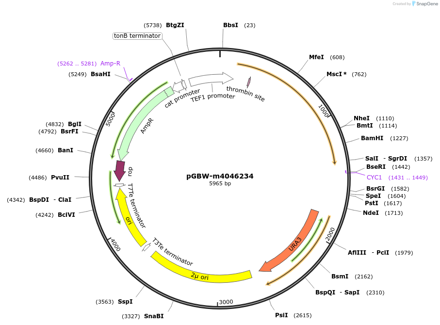 149053-plasmid-map-sequence-id-296273