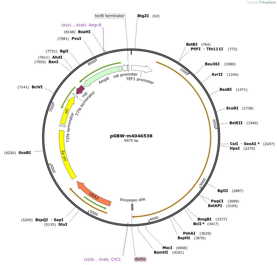 149128-plasmid-map-sequence-id-296274