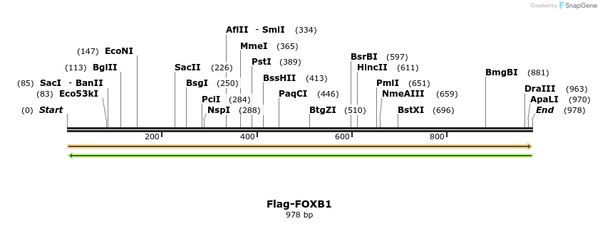 296284_map