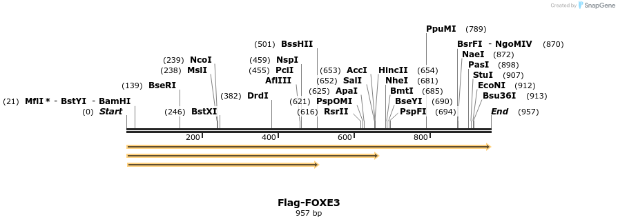 296302_map