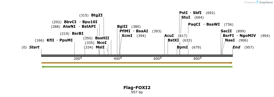 296314_map