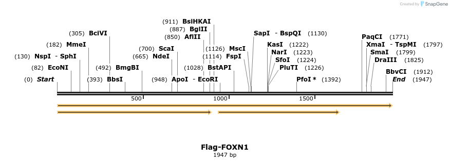 296334_map
