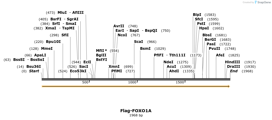 296342_map