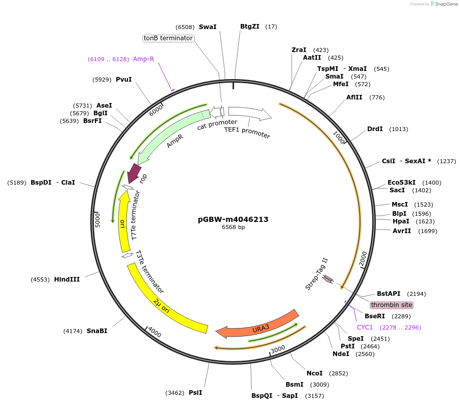 148986-plasmid-map-sequence-id-296382