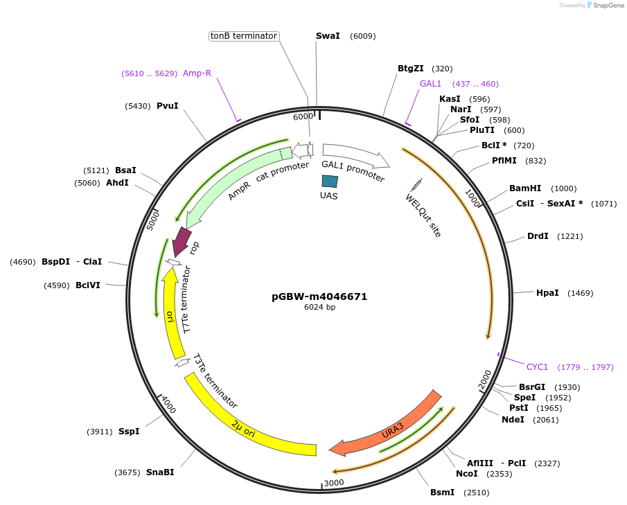 149199-plasmid-map-sequence-id-296383