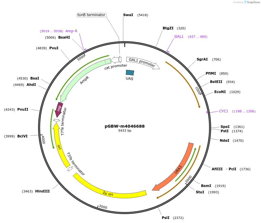 149185-plasmid-map-sequence-id-296388