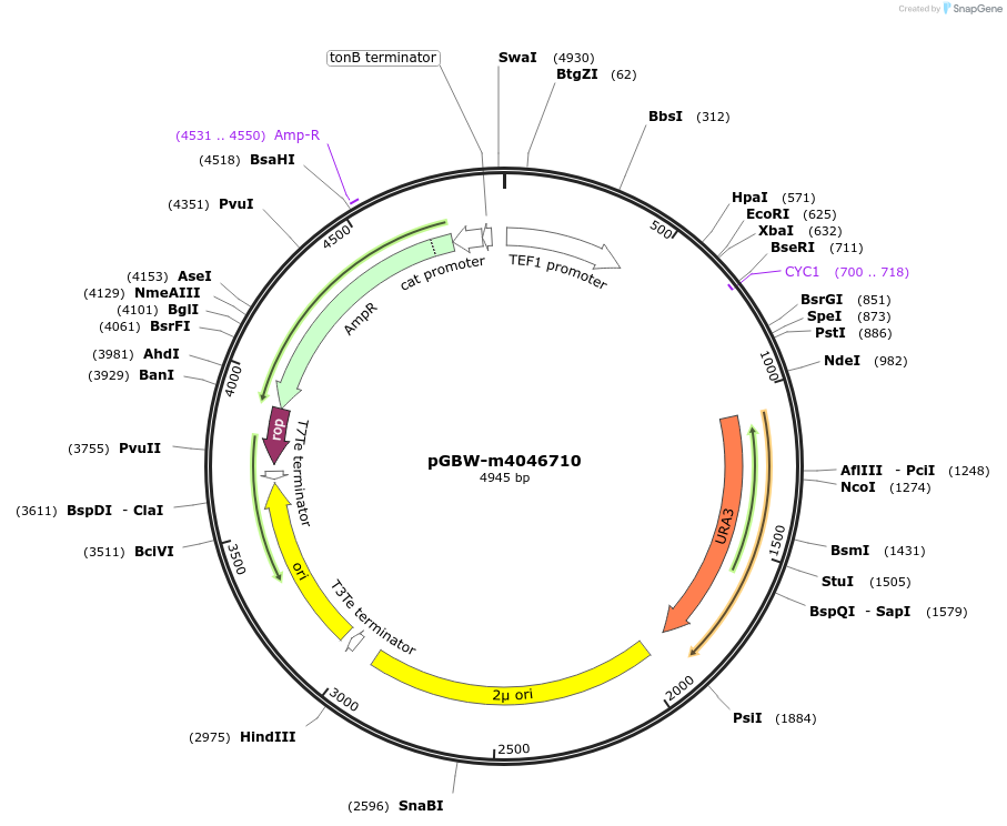 149178-plasmid-map-sequence-id-296389
