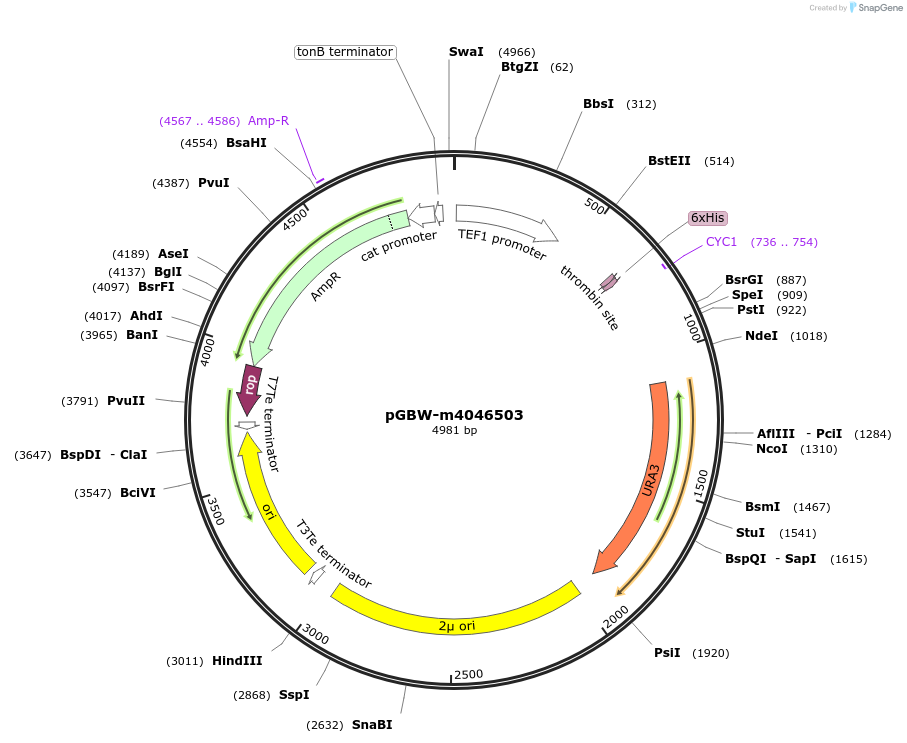 149075-plasmid-map-sequence-id-296390