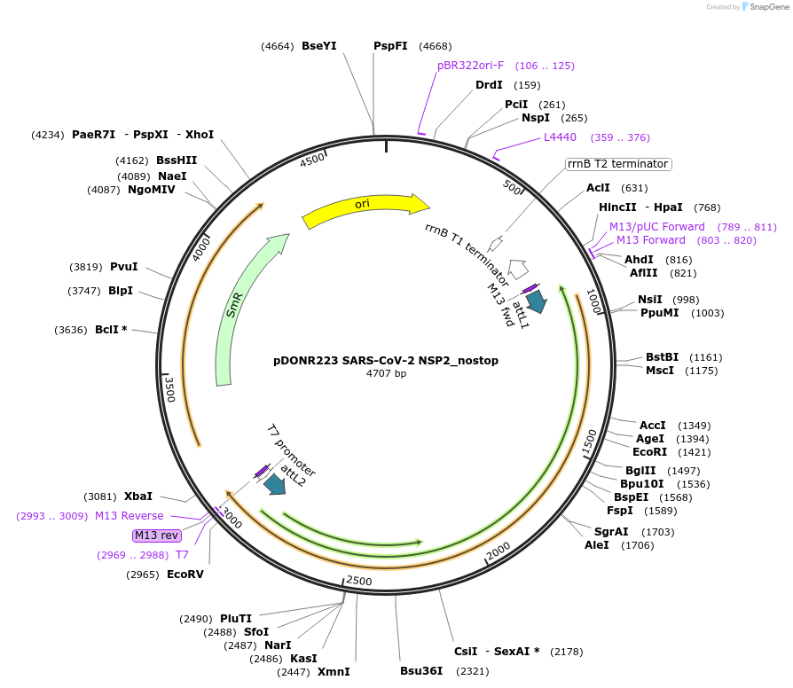 149305-plasmid-map-sequence-id-296395