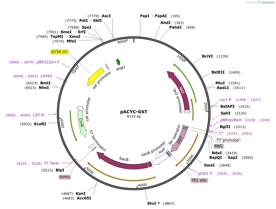 62329-plasmid-map-sequence-id-296399