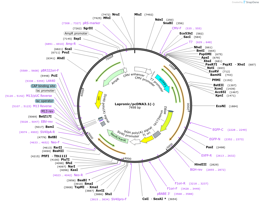 140756-plasmid-map-sequence-id-296407