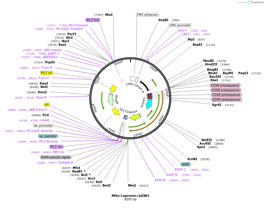140754-plasmid-map-sequence-id-296408