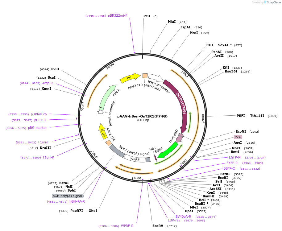 140730-plasmid-map-sequence-id-296425