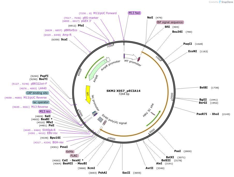 296429_map