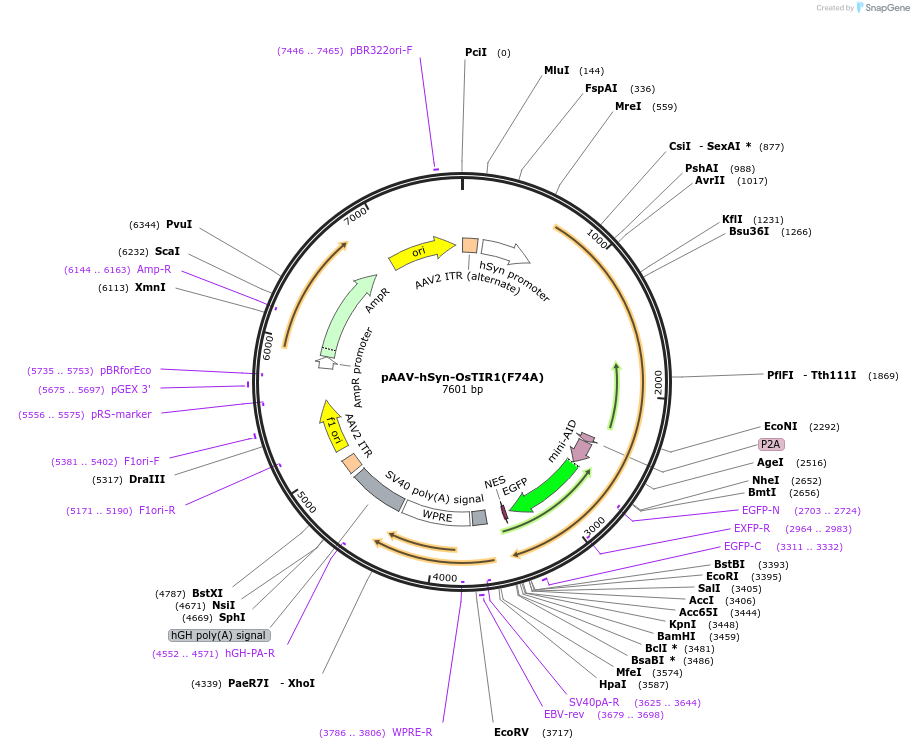 140731-plasmid-map-sequence-id-296434