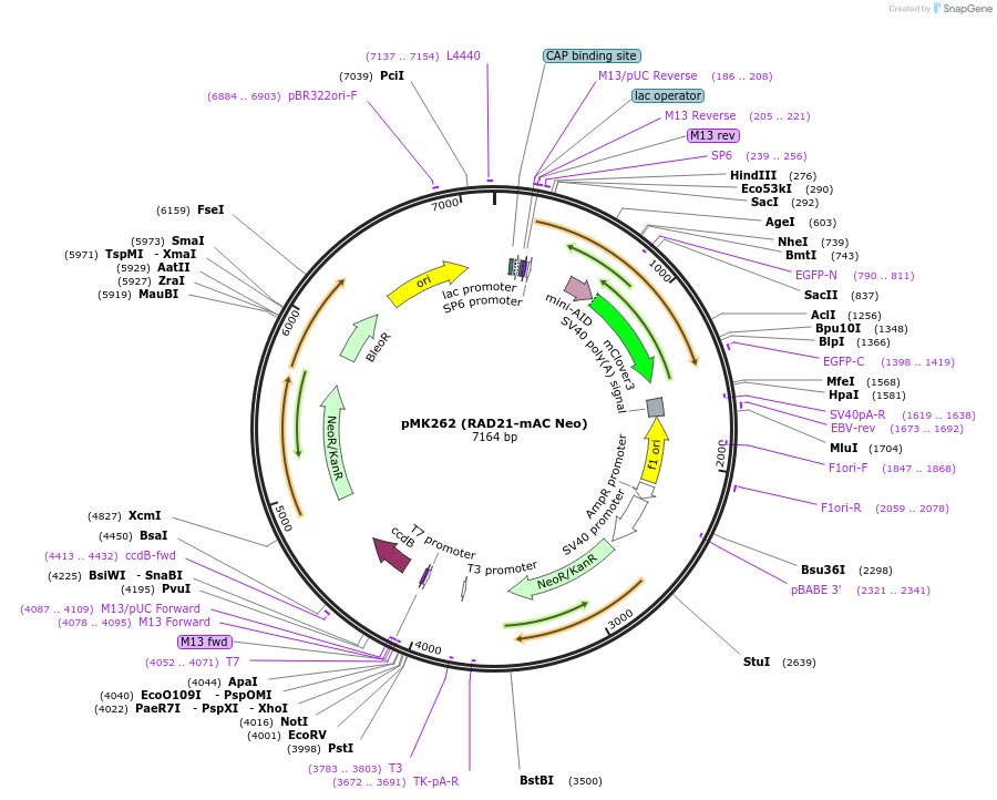 140538-plasmid-map-sequence-id-296436