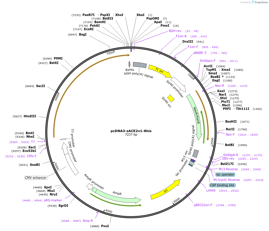 149269-plasmid-map-sequence-id-296443