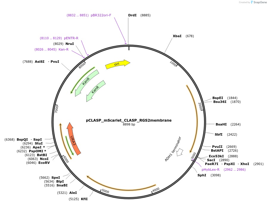 133086-plasmid-map-sequence-id-296450