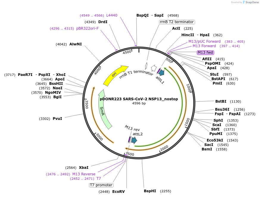 149315-plasmid-map-sequence-id-296463