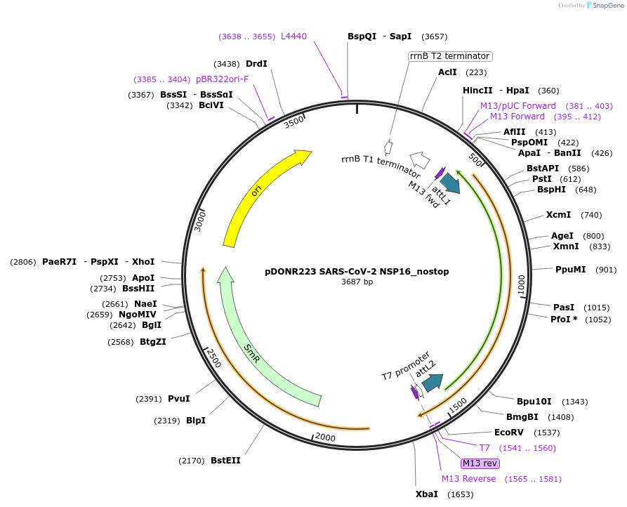 149318-plasmid-map-sequence-id-296467